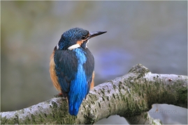 <p>LEDŇÁČEK ŘÍČNÍ (Alcedo attis) Šluknovsko - Jiříkov /Common kingfisher - Eisvogel/</p>